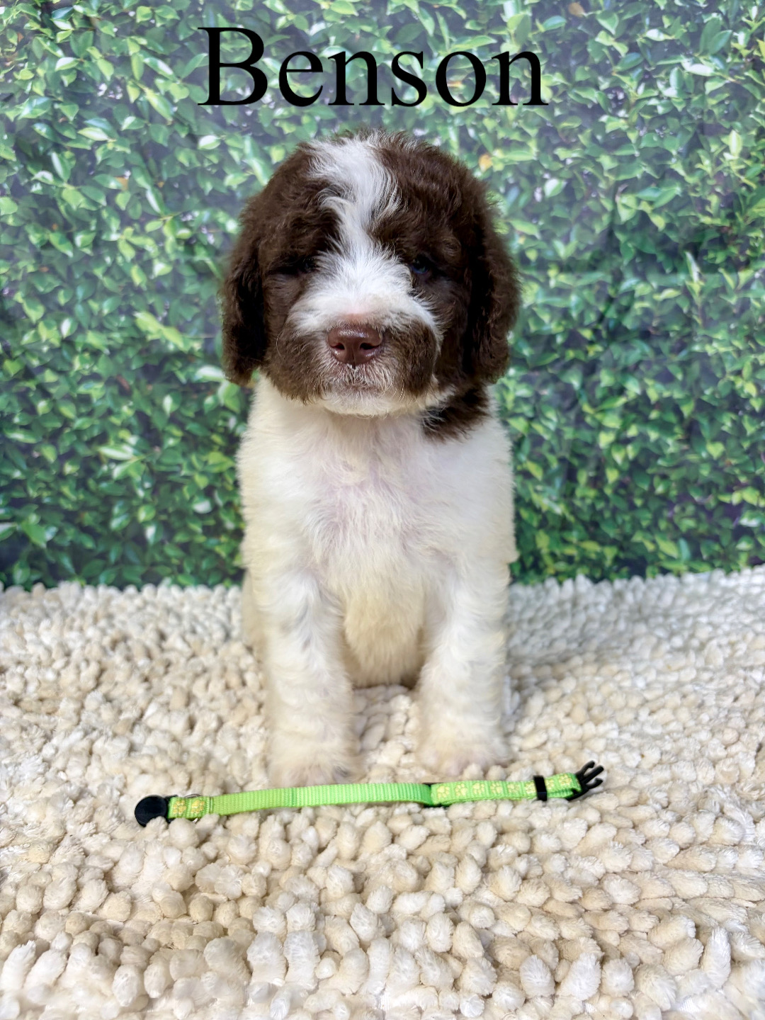 Benson (Lime Green) 1